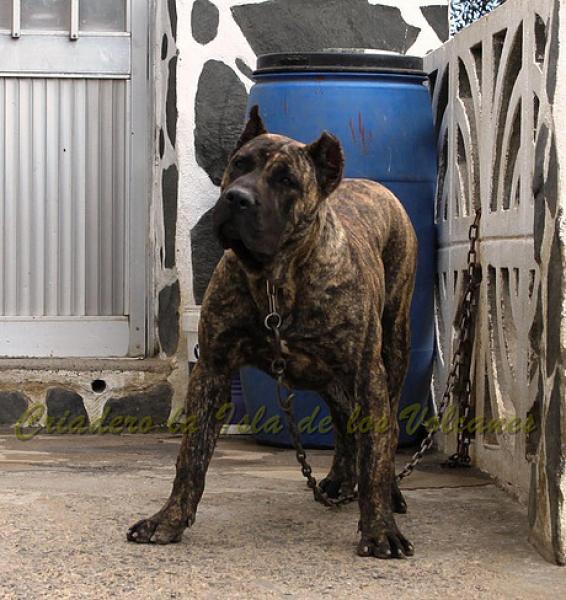 Dogo Canario. Faraon De La Isla De Los Volcanes con 8 meses.