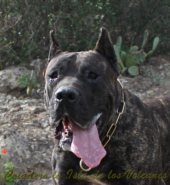 Dogo Canario. Caren De La Isla De Los Volcanes.