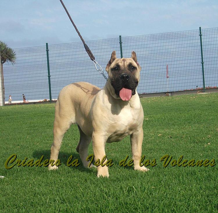 Dogo Canario. Vicky De La Isla De Los Volcanes con 6 meses.