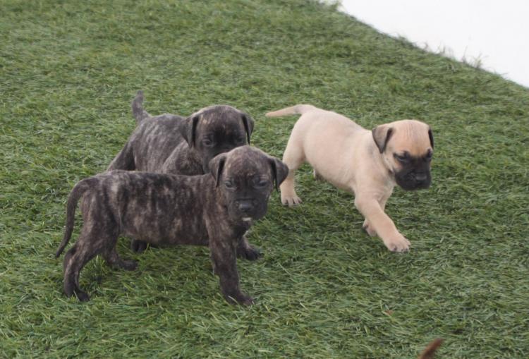 Dogo Canario. Camada 2016.