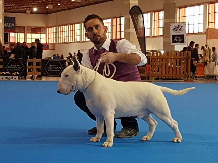 Ch. Amaissbull Caronte El Barquero.