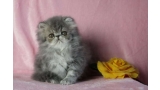 Gatos persas de calixe