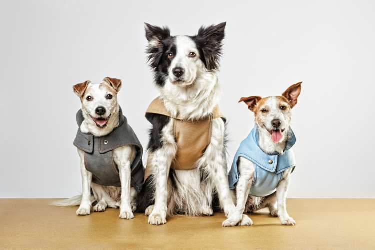 Hey Puppies colecciones