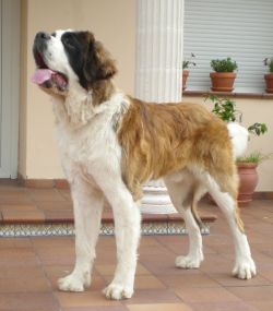 San Bernardo. Rolling Stone De El Busgosu.