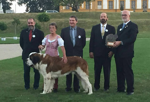 San Bernardo. Monsieur Flash Von Der Plassenburg. San Bernardo. Monsieur Flash Von Der Plassenburg.
