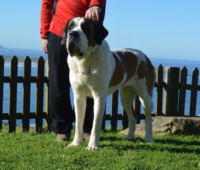 San Bernardo. Ch. Azores Da Frouxeira. San Bernardo. Ch. Azores Da Frouxeira.
