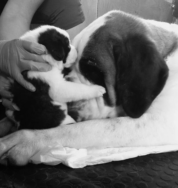 San Bernardo. Camada C.