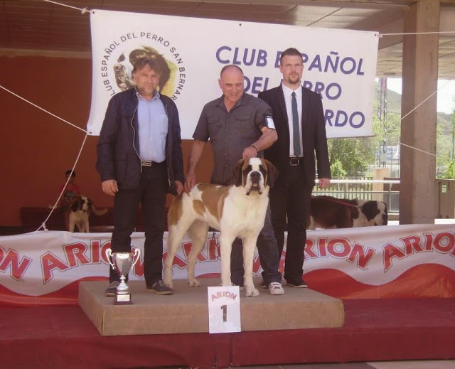 San Bernardo. Ch. Gala Du Val Du Morakopf. San Bernardo. Ch. Gala Du Val Du Morakopf.