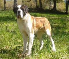 San Bernardo. Rolling Stone De El Busgosu.