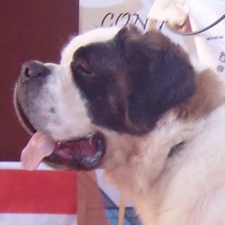 San Bernardo.  Ch. Fada Du Val Du Morakopf.