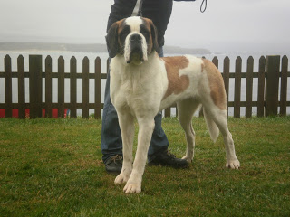 San Bernardo.  Ch. Gala Du Val Du Morakopf.