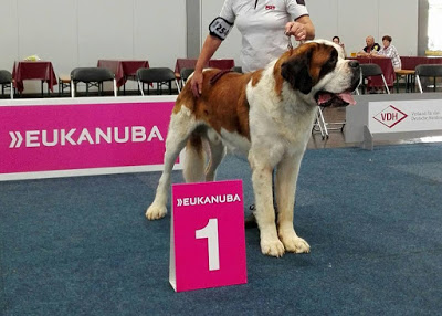 San Bernardo. Monsieur Flash Von Der Plassenburg. San Bernardo. Monsieur Flash Von Der Plassenburg.