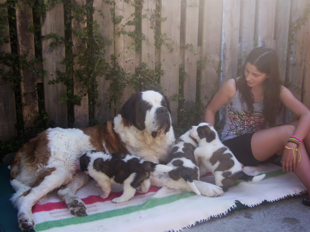 San Bernardo. Camada A.