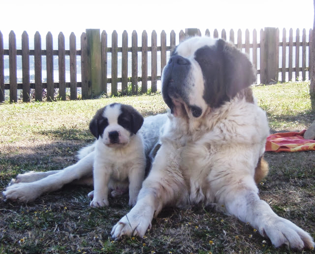 San Bernardo. Camada A.