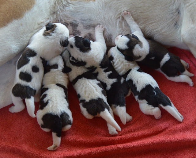 San Bernardo. Camada C.