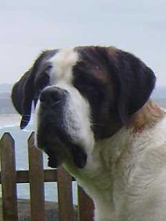 San Bernardo.  Ch. Foula Des Princes De Savoie.