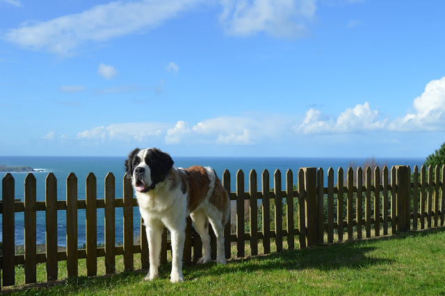 San Bernardo.  Ch. Barbie Da Frouxeira. San Bernardo.  Ch. Barbie Da Frouxeira.