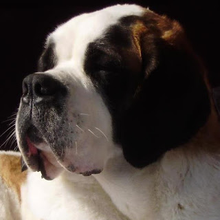 San Bernardo.  Ch. Gala Du Val Du Morakopf.