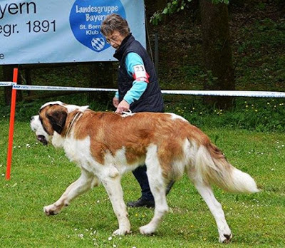 San Bernardo. Monsieur Flash Von Der Plassenburg.