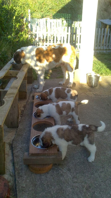 San Bernardo. Camada A.