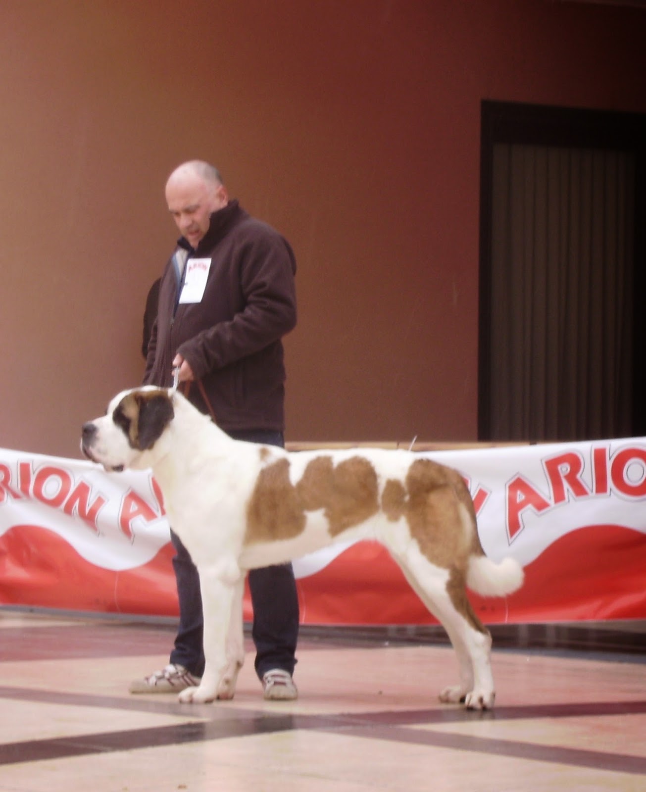 San Bernardo.  Ch. Azores Da Frouxeira. San Bernardo.  Ch. Azores Da Frouxeira.