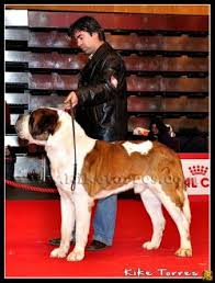 San Bernardo.  Ch. Reno Do Ferrador. San Bernardo.  Ch. Reno Do Ferrador.