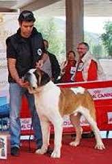 San Bernardo.  Ch. Reno Do Ferrador. San Bernardo.  Ch. Reno Do Ferrador.