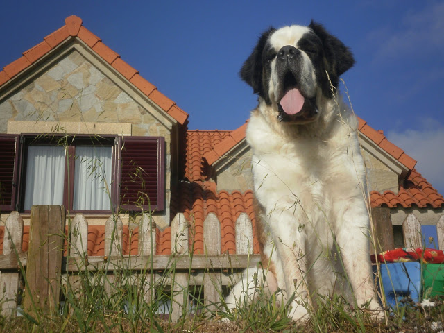 San Bernardo.  Ch. Fada Du Val Du Morakopf.