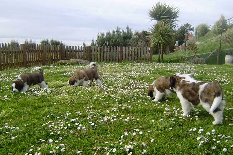 San Bernardo. Camada B.