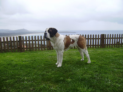 San Bernardo.  Ch. Foula Des Princes De Savoie.