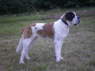 San Bernardo.  Ch. Foula Des Princes De Savoie. San Bernardo.  Ch. Foula Des Princes De Savoie.