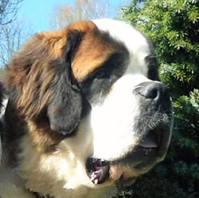 San Bernardo. Monsieur Flash Von Der Plassenburg.