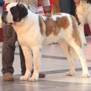 San Bernardo.  Ch. Fada Du Val Du Morakopf.