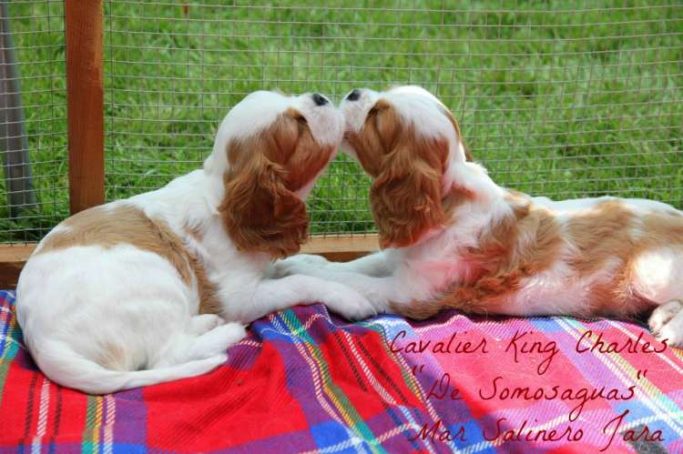 Cavalier King Charles Spaniel. Cavaliers de Somosaguas Cavalier King Charles Spaniel. Cavaliers de Somosaguas