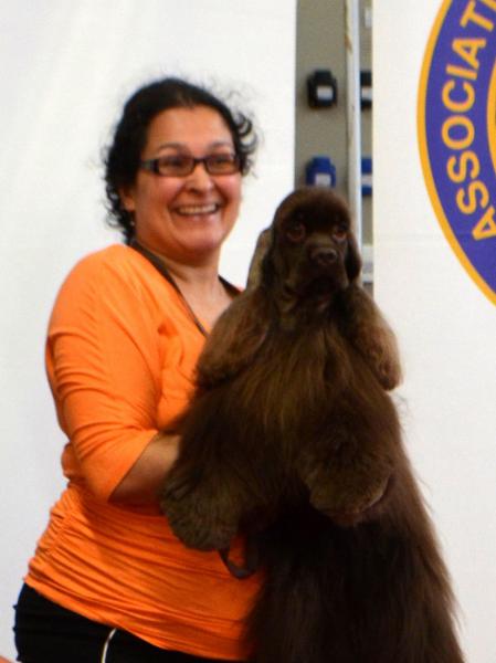 Cocker Spaniel Americano. Hall of Lords Jam the Starlight    Jem