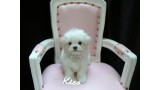 Bichón Maltés. Jontari Kiss Cashmire. 