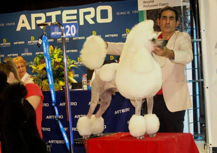 Caniche. Mul Ch Let Jontari From Art Of Star.