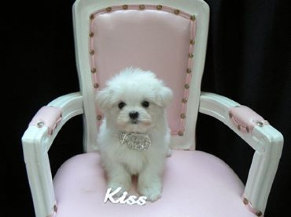 Bichón Maltés. Jontari Kiss Cashmire. 