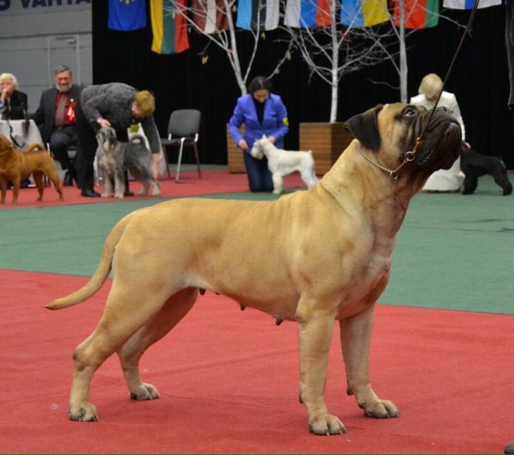 Bullmastiff.  Ch. Galatea Win Iz Dvariskiu.