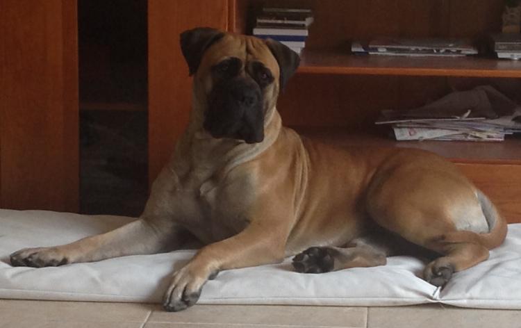 Bullmastiff. Elizabeth Taylor D´aslaya.