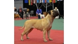 Bullmastiff.  Ch. Galatea Win Iz Dvariskiu.