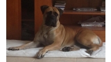 Bullmastiff. Elizabeth Taylor D´aslaya.