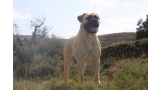 Bullmastiff. Game Keeper´s Vanilla Sky.