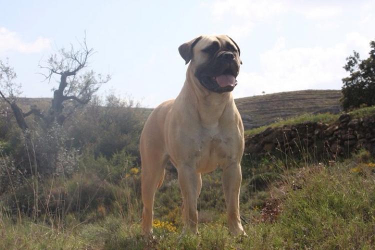 Bullmastiff. Game Keeper´s Vanilla Sky.
