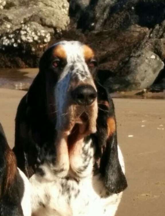 Bassbutterfly Alibaba. Bassbutterfly Alibaba.