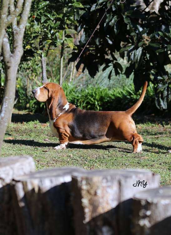 Africa De Las Dehesas De 7 Picos. Africa De Las Dehesas De 7 Picos.