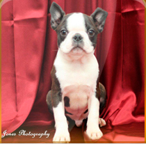 Boston Terrier. Circle J´s One In A Million. Boston Terrier. Circle J´s One In A Million.