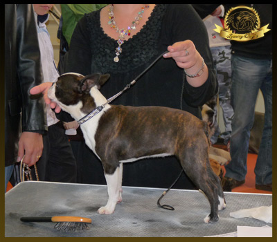 Boston Terrier. Denia Varón De Verona.