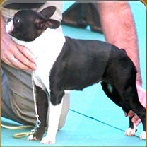 Boston Terrier. Cau Del Xato You Are The Best Meagan. Boston Terrier. Cau Del Xato You Are The Best Meagan.