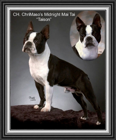 Boston Terrier.  Ch. Chrismaso´s Midnight Mai Tai.
